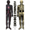 EL CUERPO HUMANO